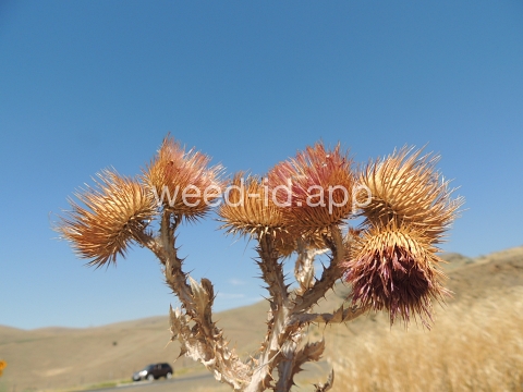 thistle, Scotch